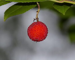 STRAWBERRY BANKE MUSEUM